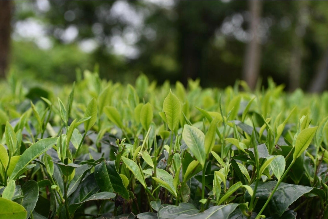 Black BP CTC Tea